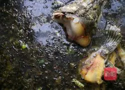 Illustration of how to make pickled fish 10