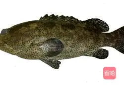 Illustration of how to make steamed grouper 1