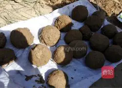 Illustration of how to make beggar's chicken 2