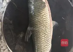 Illustration of how to make pickled fish 1