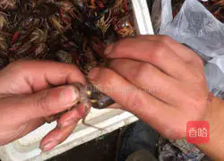 How to make spicy lobster Illustration 2