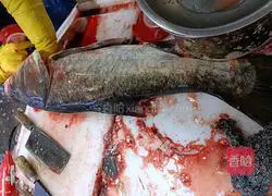 Illustration of how to make handmade fish balls 1