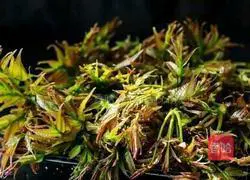 Illustration of how to make Chinese toon pickles 1