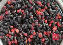 Illustration of how to make mulberry wine 1