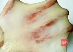 Toast Bread Recipe Illustration 9