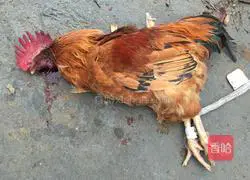 White-cut chicken, how to make white-cut chicken 1 