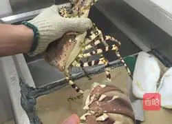 Illustration of how to cook Australian lobster 3