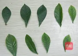 Chocolate Liquid Cake Recipe Illustration 7