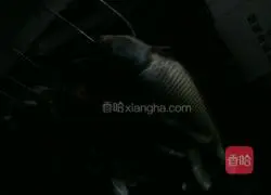 Golden Lionfish Recipe Illustration 1