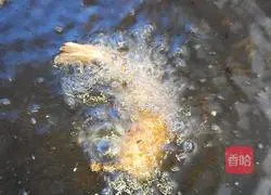 Illustration of how to make golden anchovies 8