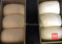 Illustration of how to make medium-sized super soft toast bread 13