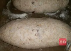 Cranberry Whole Wheat European Buns Recipe Illustration 5