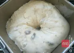 Yoghurt Raisin Toast Bread Recipe Illustration 5