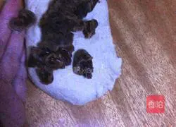 Whole wheat brown sugar longan bread recipe 2