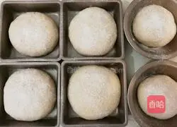 Whole wheat bread recipe 5