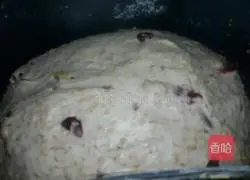 Cranberry Whole Wheat European Bun Recipe Illustration 3