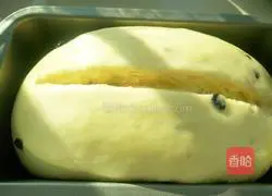 Illustration of how to make Panettone 17