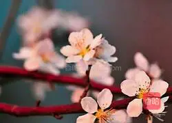 Peach blossom bread recipe 14