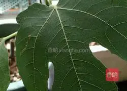 Mango egg tart recipe 15