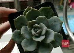 Mango egg tart recipe illustration 14