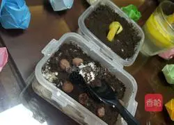 Tiramisu (slimming version) recipe illustration 15