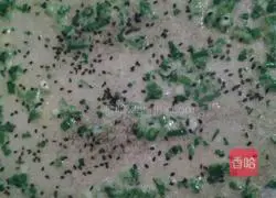 Illustration of how to make breakfast egg pancakes 13