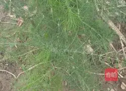 Illustration of how to make leek and fennel pancakes 3