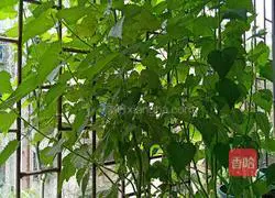 Illustration of how to make early summer soul vegetable fresh huoxiang omelette 1