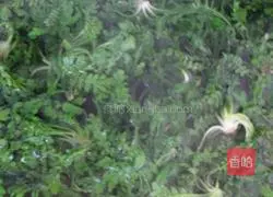 Illustration of how to make shepherd's purse egg pancake 1