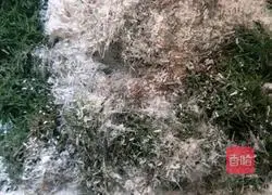 Illustration of how to make fennel cake 2