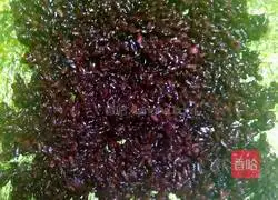 Japanese sushi recipe illustration 7