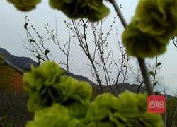 Illustration of how to make Yushuqian hot noodle pancake 1