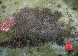 Q Glutinous Pumpkin Cake Recipe Illustration 4