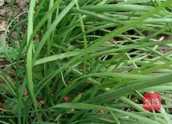 Illustration of how to make chive egg pancake 1