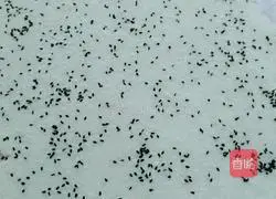 Illustration of how to make spicy rice dumplings 3