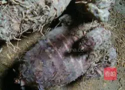 Illustration of making glutinous rice taro cake 1