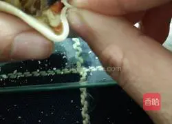 Illustration of how to make cabbage and pork dumplings (wheat dumpling making method) 9