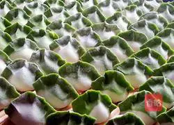 Illustration of how to make cabbage (Baicai) dumplings 19