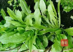 Illustration of how to make bean dregs and vegetable cakes 2