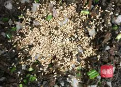 Illustration of how to make plum and vegetable pancakes 7