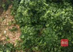 Illustration of how to make parsley and beef dumplings 7