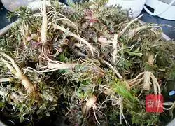 Illustration of how to make shepherd's purse and meat dumpling filling 1