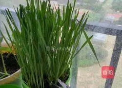 Fresh wheatgrass egg pancake recipe 1