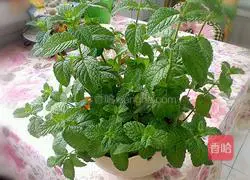 Lemon Mint Egg Pancake Recipe Illustration 1