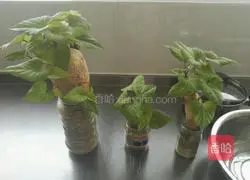 Illustration of how to make egg pancakes with chives and sweet potato leaves 1