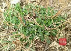 Recipe for making chrysanthemum bud egg cake 1