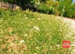 Shepherd's purse pie recipe 1