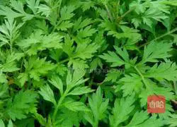 Illustration of how to make moxa leaf dumplings 1