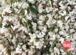 Illustration of making sophora dumplings 1