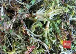 Illustration of how to make shepherd's purse steamed buns 2